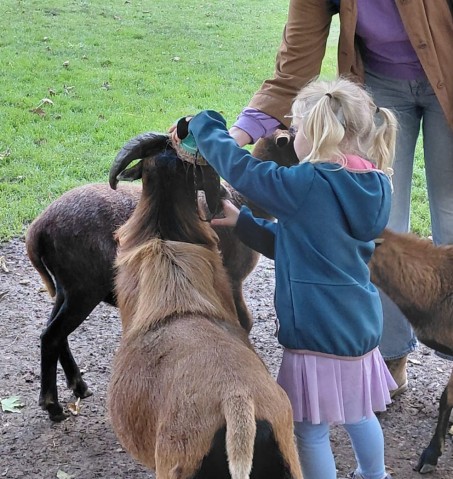 M&auml;dchen von Hinten streichelt die Ziegen